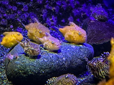 新江ノ島水族館に投稿された画像（2022/6/15）