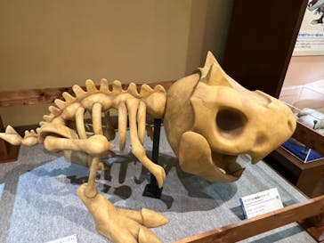 国立科学博物館　特別企画展「ポケモン化石博物館」に投稿された画像（2022/6/16）