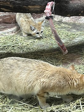 那須どうぶつ王国に投稿された画像（2022/6/16）