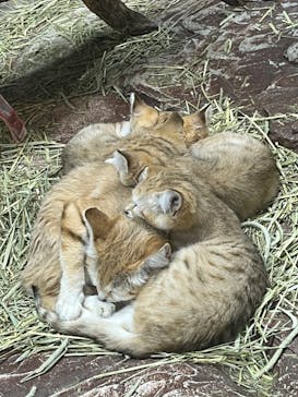 那須どうぶつ王国に投稿された画像（2022/6/16）