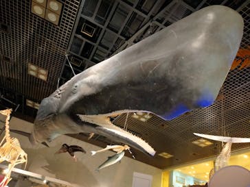 国立科学博物館に投稿された画像（2022/6/16）