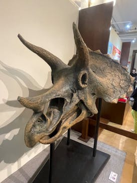 国立科学博物館　特別企画展「ポケモン化石博物館」に投稿された画像（2022/6/16）