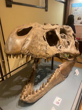 国立科学博物館　特別企画展「ポケモン化石博物館」に投稿された画像（2022/6/16）