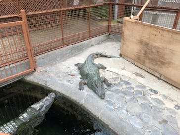 熱川バナナワニ園に投稿された画像（2022/6/16）