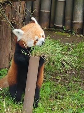 熱川バナナワニ園に投稿された画像（2022/6/16）