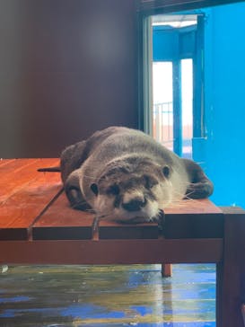 ゼロ距離水族館 伊勢シーパラダイスに投稿された画像（2022/6/16）