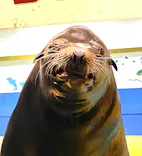 ゼロ距離水族館 伊勢シーパラダイスに投稿された画像（2022/6/17）