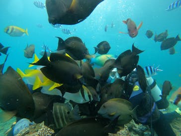 沖縄マリンサービス碧に投稿された画像（2022/6/17）