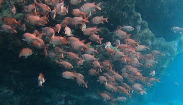 武藤潜水に投稿された画像（2022/6/17）