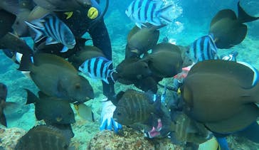 武藤潜水に投稿された画像（2022/6/17）