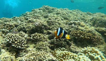 武藤潜水に投稿された画像（2022/6/17）