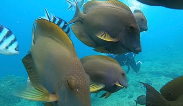 武藤潜水に投稿された画像（2022/6/17）