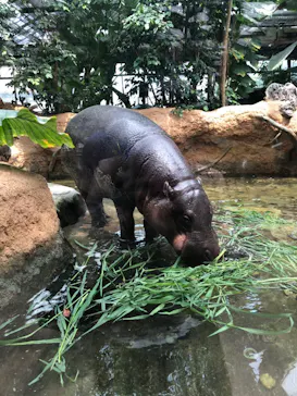 神戸どうぶつ王国に投稿された画像（2022/6/17）