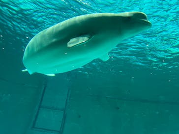 鴨川シーワールドに投稿された画像（2022/6/17）