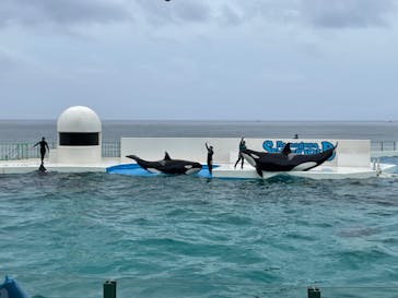 鴨川シーワールドに投稿された画像（2022/6/17）