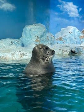 鴨川シーワールドに投稿された画像（2022/6/17）