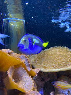 京都鉄道博物館×京都水族館に投稿された画像（2022/6/17）