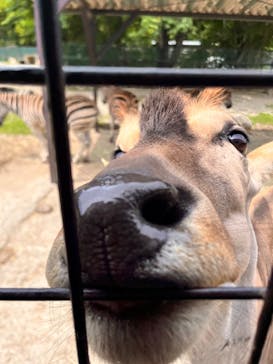 那須サファリパークに投稿された画像（2022/6/17）