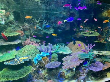 サンシャイン水族館に投稿された画像（2022/6/17）