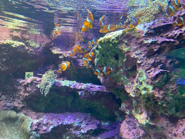 サンシャイン水族館に投稿された画像（2022/6/17）