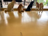 世界の名犬牧場に投稿された画像（2022/6/17）