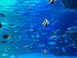 サンシャイン水族館に投稿された画像（2022/6/17）