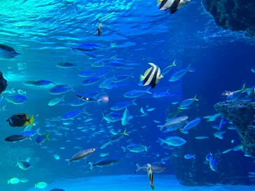 サンシャイン水族館に投稿された画像（2022/6/17）