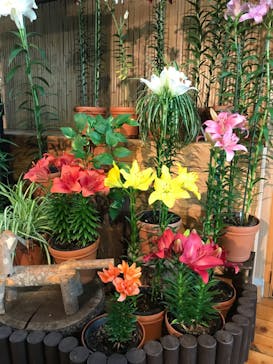 とっとり花回廊に投稿された画像（2022/6/17）