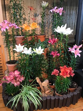 とっとり花回廊に投稿された画像（2022/6/17）