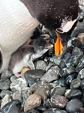 登別マリンパークニクスに投稿された画像（2022/6/17）