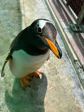 登別マリンパークニクスに投稿された画像（2022/6/17）