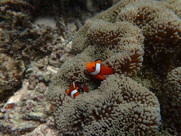 石垣島 ADVENTURE PiPi（イシガキジマアドベンチャーピピ）に投稿された画像（2022/6/17）