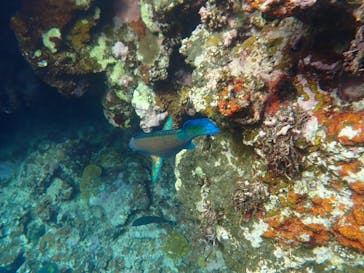 石垣島 ADVENTURE PiPi（イシガキジマアドベンチャーピピ）に投稿された画像（2022/6/17）