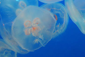 新江ノ島水族館に投稿された画像（2022/6/18）