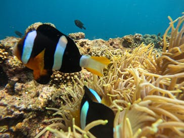 武藤潜水に投稿された画像（2022/6/18）