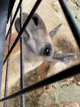 那須サファリパークに投稿された画像（2022/6/18）