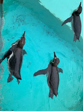 下田海中水族館に投稿された画像（2022/6/18）
