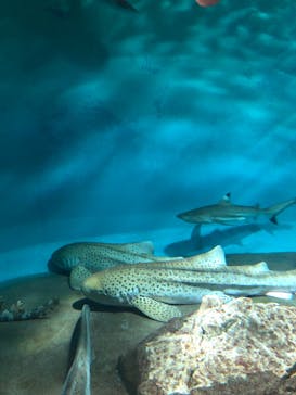 アクアワールド茨城県大洗水族館に投稿された画像（2022/6/18）