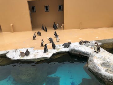 アクアワールド茨城県大洗水族館に投稿された画像（2022/6/18）