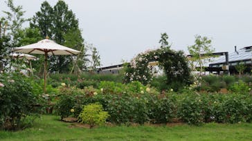 いばらきフラワーパークに投稿された画像（2022/6/18）