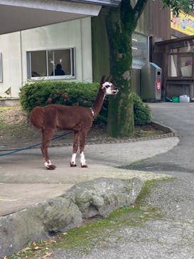阿蘇カドリー・ドミニオンに投稿された画像（2022/6/18）