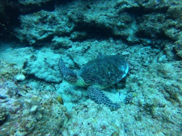 Sea World（シーワールド）に投稿された画像（2022/6/18）