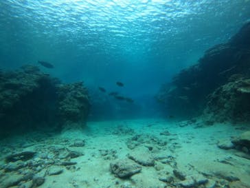 Sea World（シーワールド）に投稿された画像（2022/6/18）