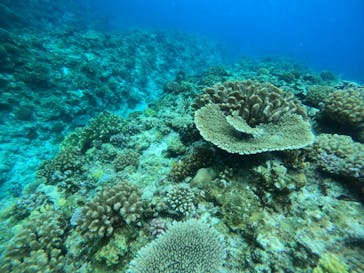 Sea World（シーワールド）に投稿された画像（2022/6/18）