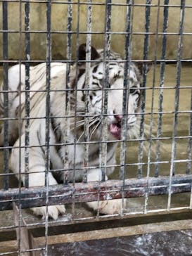 群馬サファリパークに投稿された画像（2022/6/18）