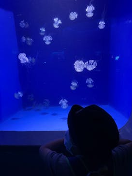 新江ノ島水族館に投稿された画像（2022/6/18）