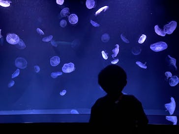 サンシャイン水族館に投稿された画像（2022/6/18）