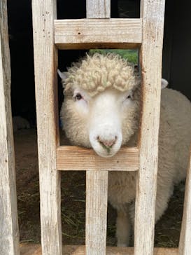 淡路ファームパーク イングランドの丘に投稿された画像（2022/6/18）