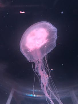 京都水族館に投稿された画像（2022/6/18）