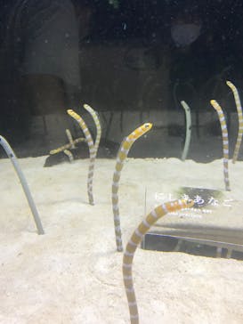 京都水族館に投稿された画像（2022/6/18）